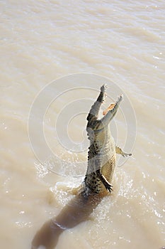 Wild Crocodile