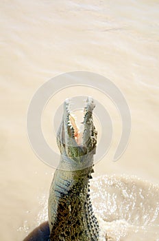 Wild Crocodile