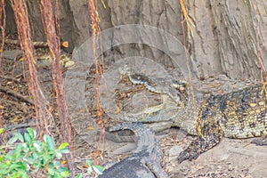 Wild crocodile laying eggs in the straw nest. Alligator is spawn