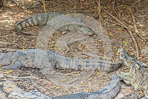 Wild crocodile laying eggs in the straw nest. Alligator is spawn