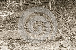 Wild crocodile laying eggs in the straw nest. Alligator is spawn