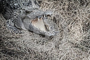 Wild crocodile laying eggs in the straw nest. Alligator is spawn