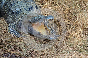 Wild crocodile laying eggs in the straw nest. Alligator is spawn