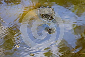 Wild Crocodile on the river