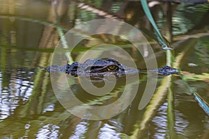 Wild Crocodile on the river