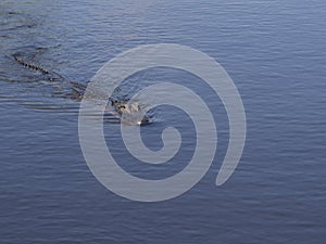 A Wild Crocodile Swimming in the water