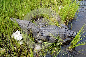 Wild crocodile in Zambezi river