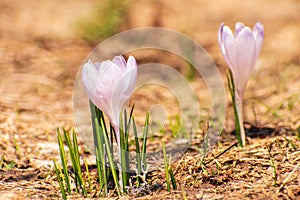 Wild crocus in bloom on meadow in spring, backlight