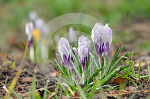 Wild crocus (Crocus tommasinianus) blooming