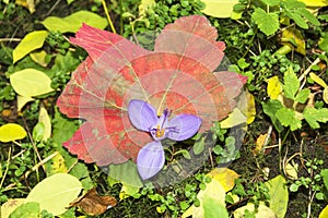 Wild crocus flower in the woods