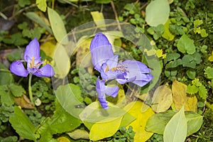 Wild crocus flower in the woods