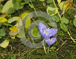 Wild crocus flower in the woods