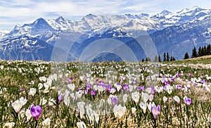 Wild crocus flowers on the alps in early spring - focus stacking