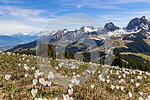 Wild crocus flowers on the alps pass Gurnigel with snow mountain peaks Gantrisch