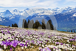 Wild crocus flowers on the alps with snow mountain at the background