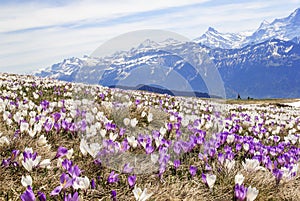 Wild crocus flowers on the alps with snow mountain at the background