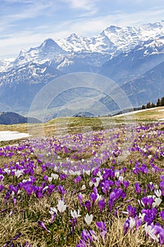 Wild crocus flowers on the alps with snow mountain at the background