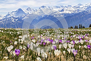 Wild crocus flowers on the alps with snow mountain at the background