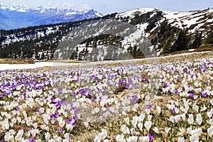 Wild crocus flowers on the alps with snow mountain at the background