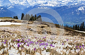 Wild crocus flowers on the alps with snow mountain at the background