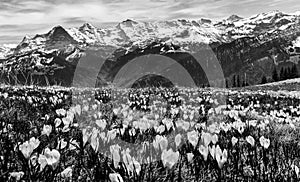 Wild crocus flowers on the alps with snow mountain at the background - black and white version