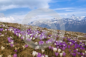 Wild crocus flowers on the alps with snow mountain at the background in early spring