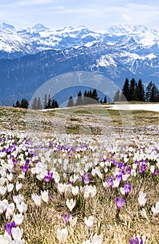 Wild crocus flowers on the alps with snow mountain of Eiger, Moench and Jungfrau