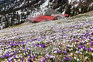 Wild crocus flowers and red barns on the alps with snow mountain at the background