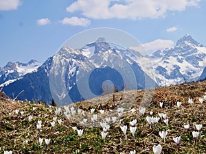 Wild crocus in Tschengla with snow-covered Zimba in background. Vorarlberg, Austria.