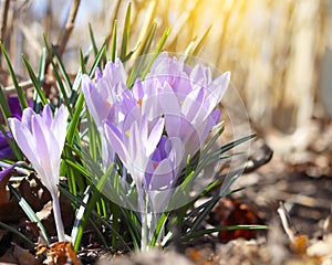 Wild crocuses in the forest. Holiday background. Fresh natural beautiful flowers.