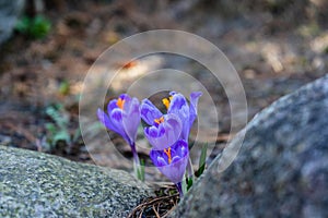 Wild crocuses in the spring among the stones