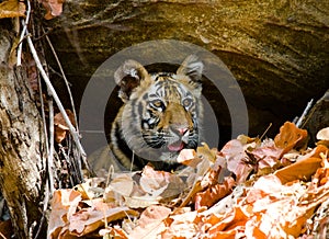 Wild cub Bengal tiger looks out from rocks in the jungle. India. Bandhavgarh National Park. Madhya Pradesh.