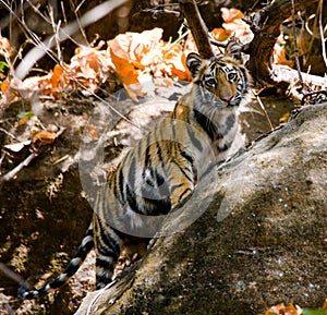 Wild cub Bengal tiger looks out from rocks in the jungle. India. Bandhavgarh National Park. Madhya Pradesh.