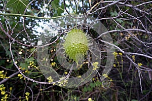 Wild Cucumber