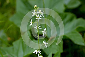 Wild Cucumber Blossom Stem 01