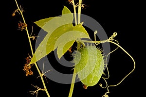 Wild Cucumber (Echinocystis lobata). Immature Fruit Closeup