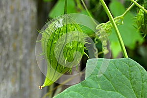 Wild Cucumber Fruit Fluff 01