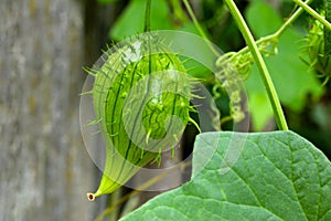 Wild Cucumber Fruit Fluff 02