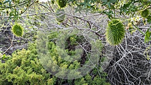 Wild Cucumber hanging on a vine (Marah fabacea