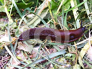 wild cute big beautiful snail without a spiral shell in the garden, crawling on fresh green grass. Close-up view of