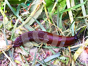 wild cute big beautiful snail without a spiral shell in the garden, crawling on fresh green grass. Close-up view of