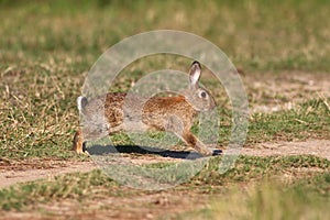 Wild cute Easter rabbit is  running on meadow