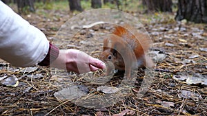 Wild cute squirrel sniffing nuts from female arm at forest. Curious fluffy rodent snuffing food from hand of young girl