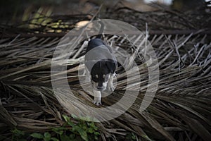 Wild cutie puppy in the plantation.