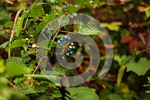 Wild cyan berries, growing on a bush,