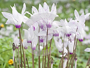 Wild Cyclamen bloom in the forest