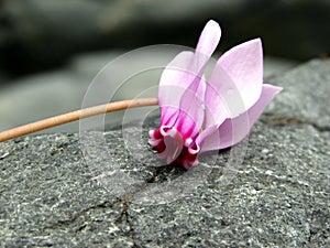 Wild cyclamen blossoms