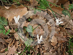 Wild cyclamen ( Cyclamen creticum) growing among fallen leaves in Spili Crete