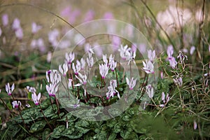 Wild cyclamen hederifolium in forest .