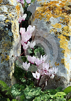 Wild cyclamen between rocks